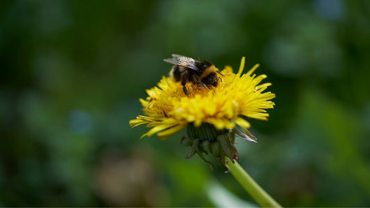 Almost an island. Almost a weed.