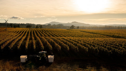 Kererū Road Chardonnay: Inspired by the great wines of the Mâconnais