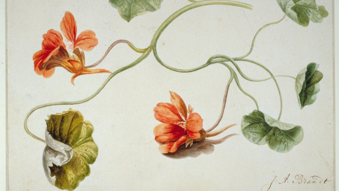Nasturtium – colour and culinary use