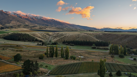 Riparia Gloire: vine husbandry over genetics